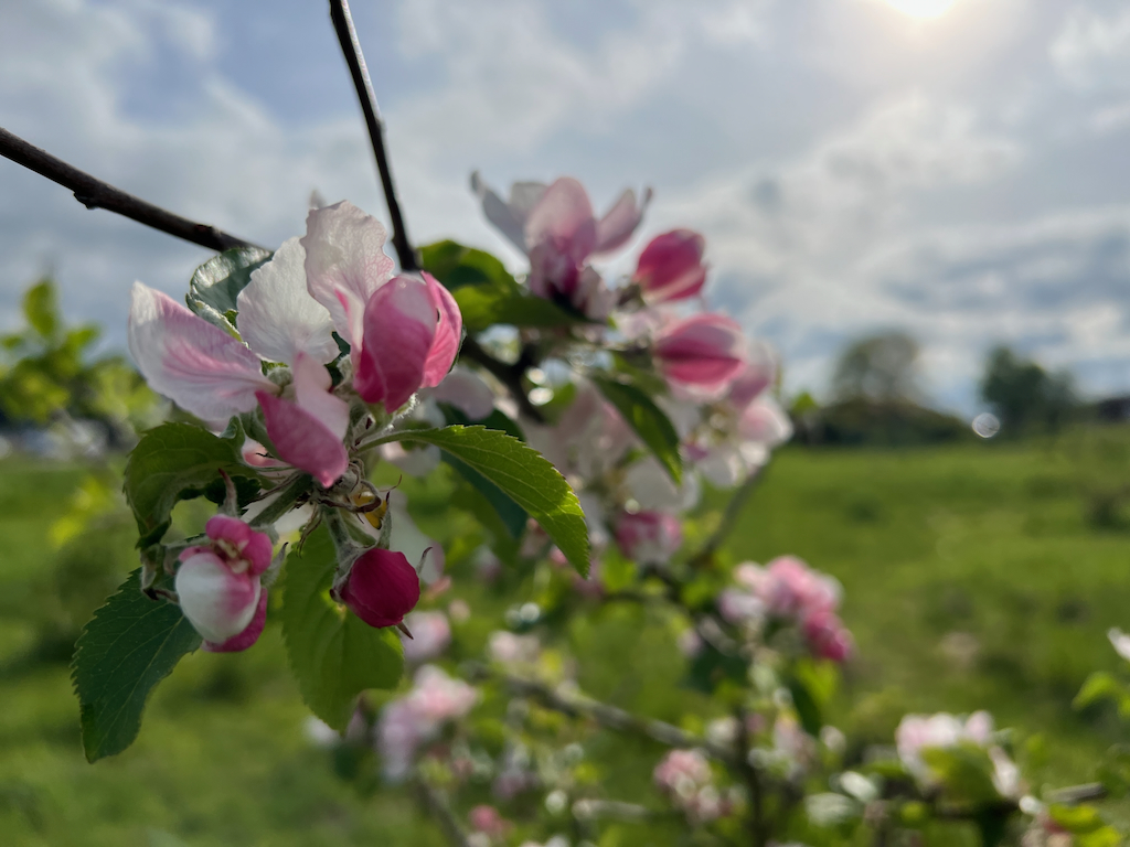 Fyraftenskoret øver med dirigent Camilla Britt Donovan i 2024